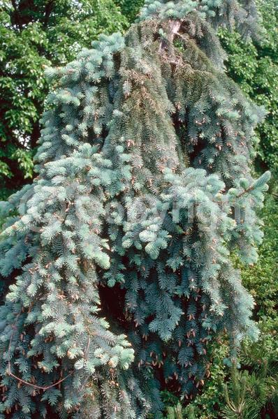 Orange blooms; Purple blooms; Green blooms; Evergreen; Needles or needle-like leaf