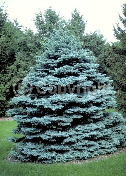 Orange blooms; Purple blooms; Green blooms; Evergreen; Needles or needle-like leaf