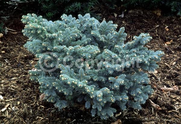 Orange blooms; Purple blooms; Green blooms; Evergreen; Needles or needle-like leaf