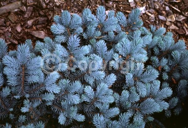 Orange blooms; Purple blooms; Green blooms; Evergreen; Needles or needle-like leaf