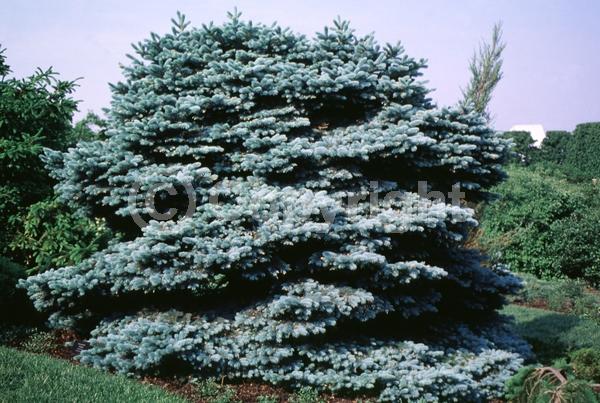 Orange blooms; Purple blooms; Green blooms; Evergreen; Needles or needle-like leaf