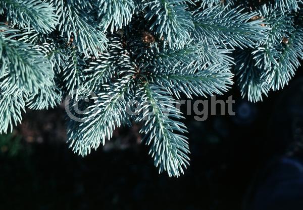 Orange blooms; Purple blooms; Green blooms; Evergreen; Needles or needle-like leaf