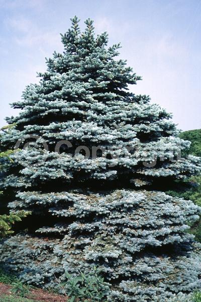 Orange blooms; Purple blooms; Green blooms; Evergreen; Needles or needle-like leaf