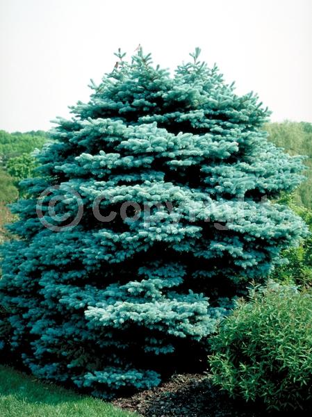 Orange blooms; Purple blooms; Green blooms; Evergreen; Needles or needle-like leaf