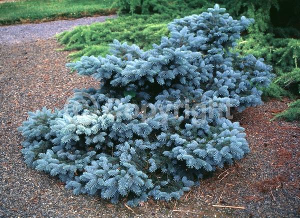 Orange blooms; Purple blooms; Green blooms; Evergreen; Needles or needle-like leaf