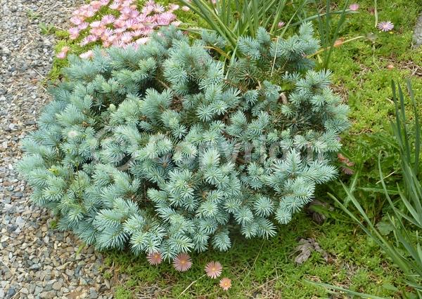 Evergreen; Needles or needle-like leaf