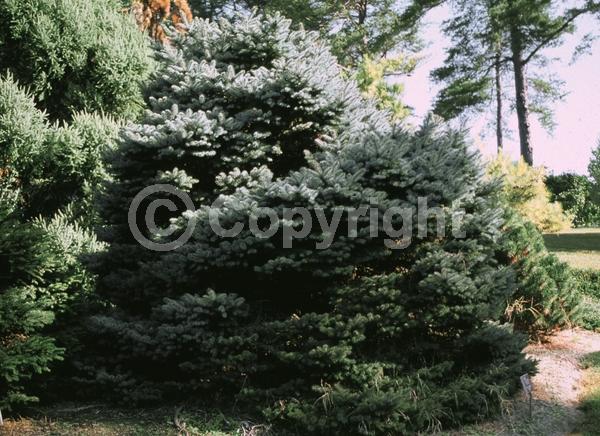 Orange blooms; Purple blooms; Green blooms; Evergreen; Needles or needle-like leaf