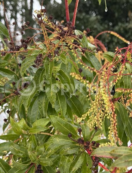 Pink blooms; Evergreen