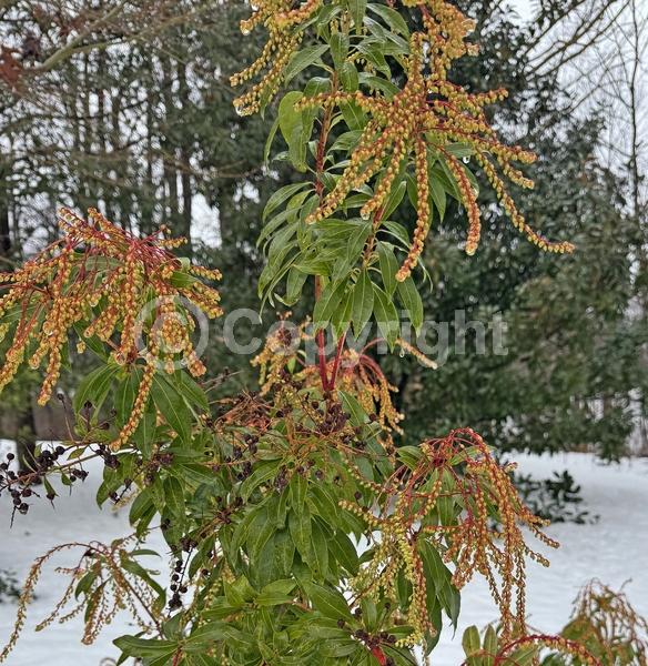 Pink blooms; Evergreen