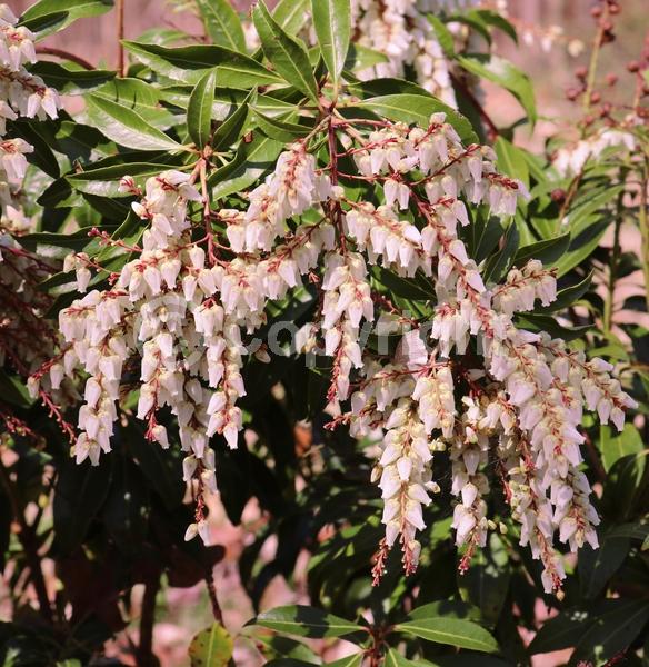 Pink blooms; Evergreen
