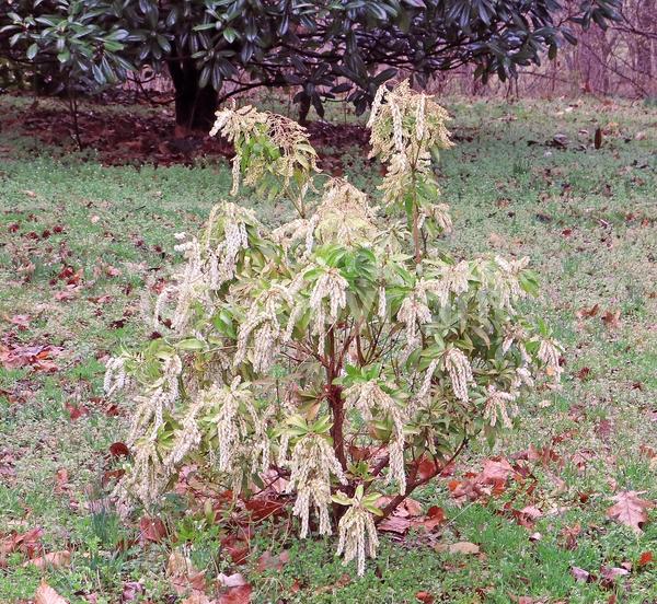 Pink blooms; Evergreen