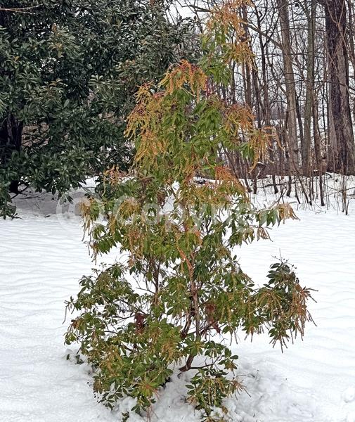 Pink blooms; Evergreen