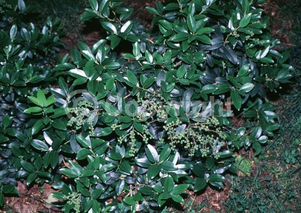 White blooms; Evergreen; North American Native