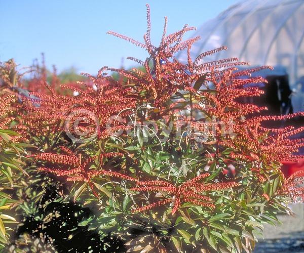 White blooms; Evergreen; Needles or needle-like leaf