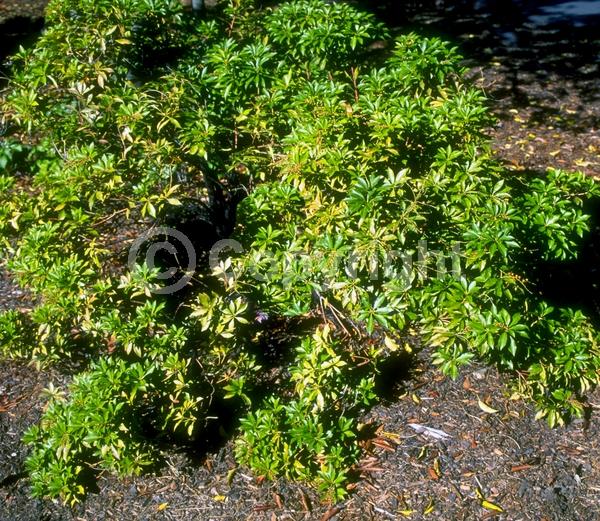 White blooms; Evergreen; Needles or needle-like leaf