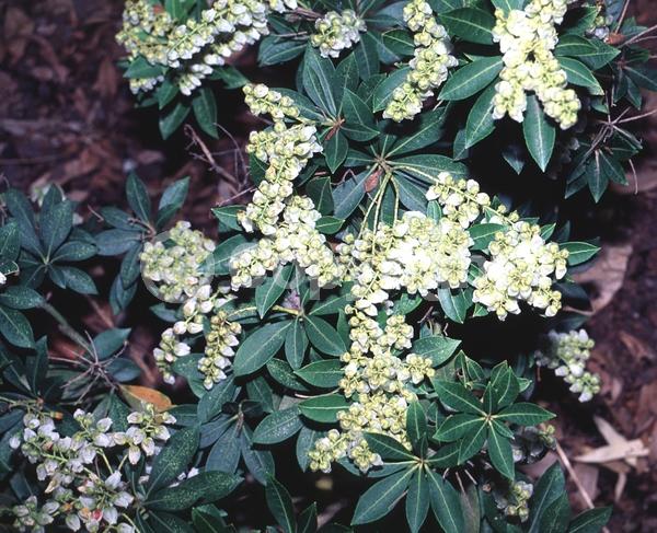 White blooms; Evergreen