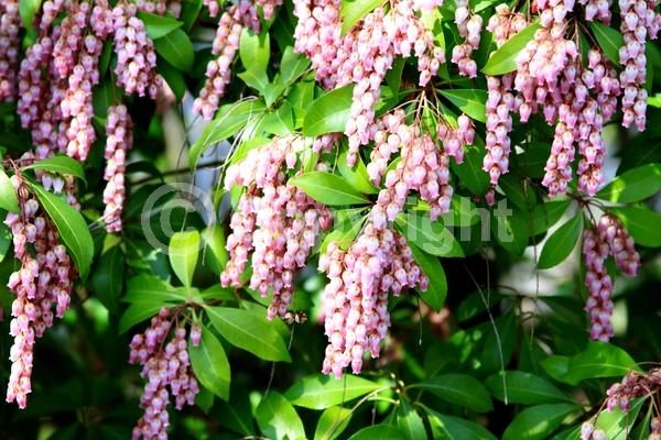 Pink blooms; Evergreen