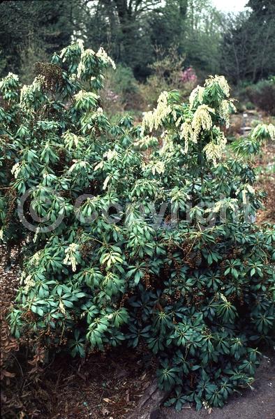 White blooms; Evergreen