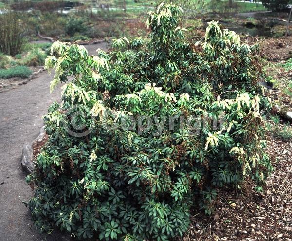 White blooms; Evergreen