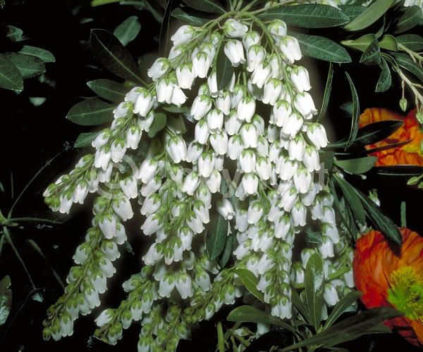 White blooms; Evergreen