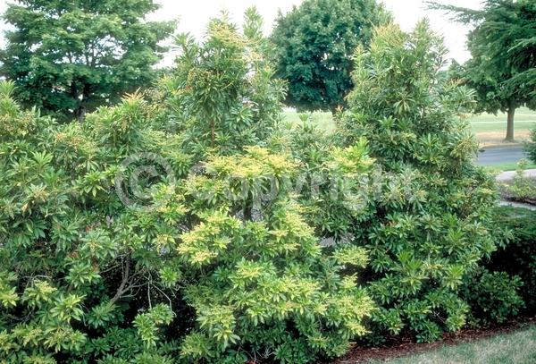 White blooms; Evergreen