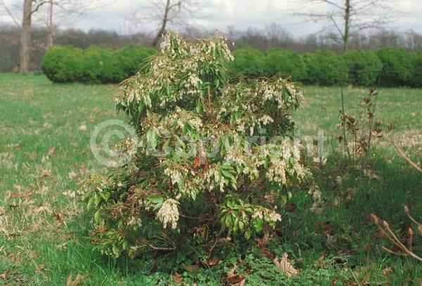 White blooms; Evergreen