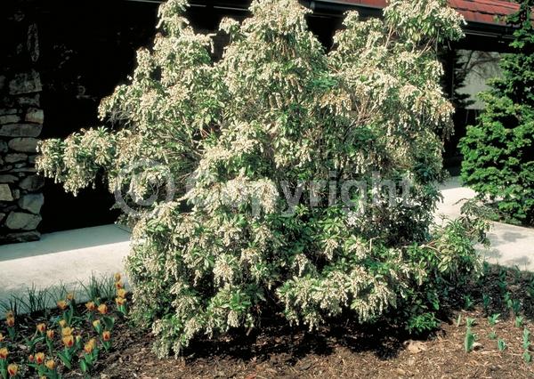 White blooms; Evergreen