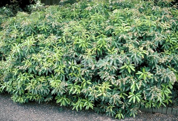 White blooms; Evergreen