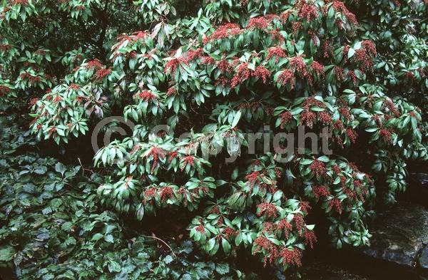 White blooms; Evergreen