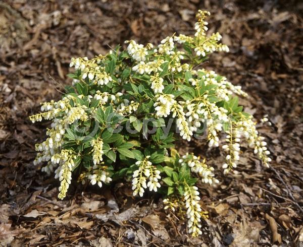 White blooms; Evergreen; Broadleaf