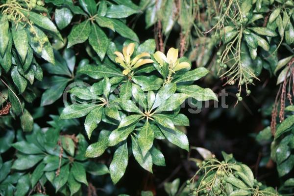 White blooms; Evergreen