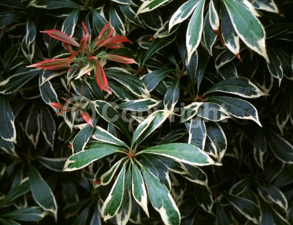 White blooms; Evergreen