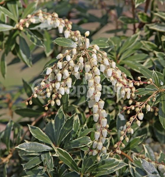 White blooms; Evergreen