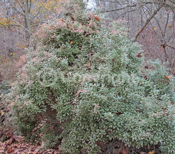 White blooms; Evergreen