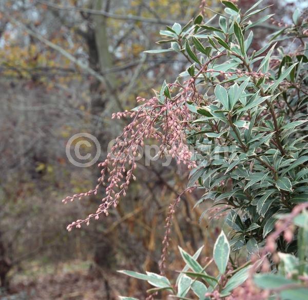 White blooms; Evergreen