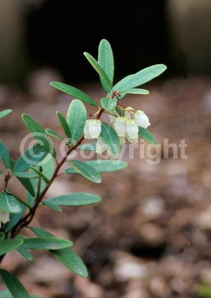 White blooms; Evergreen; North American Native