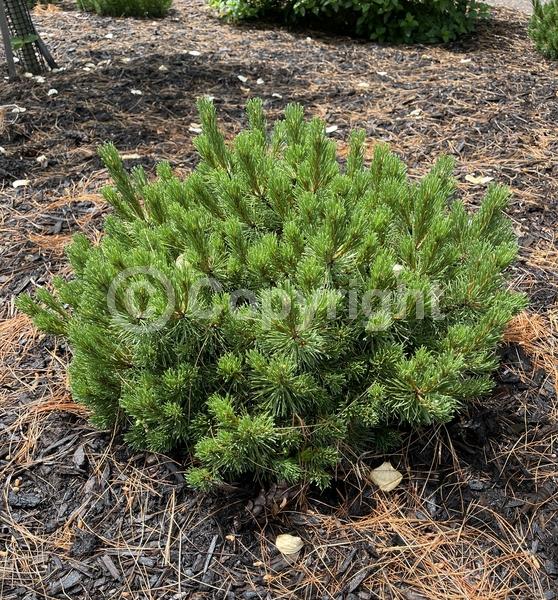 Yellow blooms; Evergreen; Needles or needle-like leaf