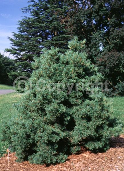 Red blooms; Yellow blooms; Purple blooms; Evergreen; Needles or needle-like leaf