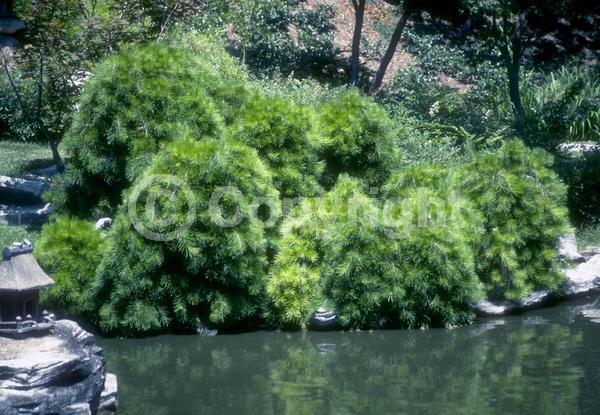 Yellow blooms; Evergreen; Needles or needle-like leaf