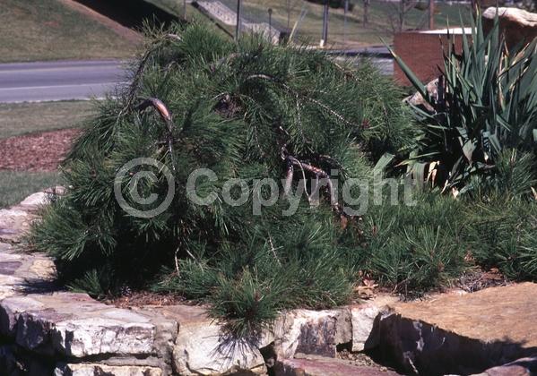 Yellow blooms; Evergreen; Needles or needle-like leaf