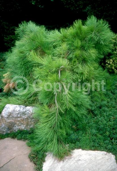 Yellow blooms; Evergreen; Needles or needle-like leaf
