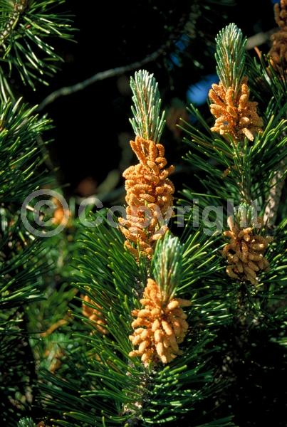 Yellow blooms; Evergreen; Needles or needle-like leaf