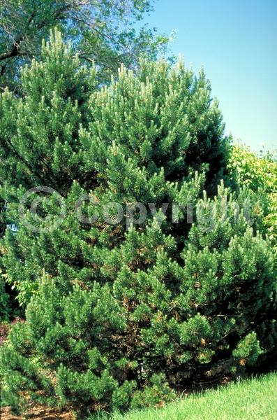 Yellow blooms; Evergreen; Needles or needle-like leaf