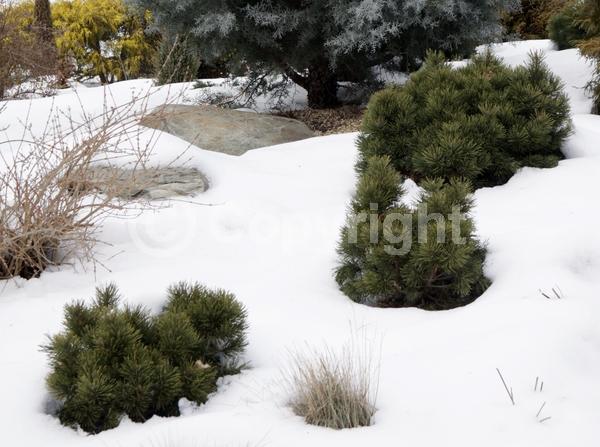 Yellow blooms; Evergreen; Needles or needle-like leaf