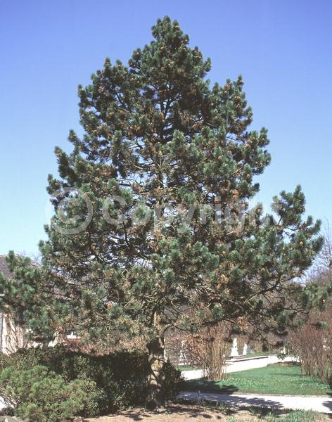 Yellow blooms; Evergreen; Needles or needle-like leaf