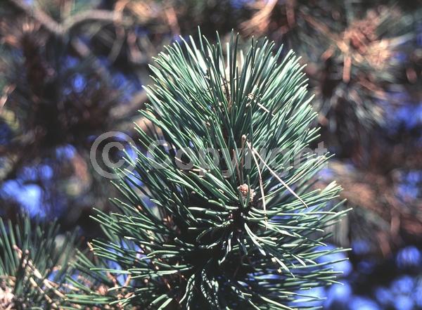 Yellow blooms; Evergreen; Needles or needle-like leaf