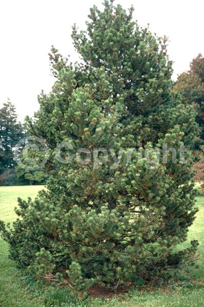 Yellow blooms; Evergreen; Needles or needle-like leaf