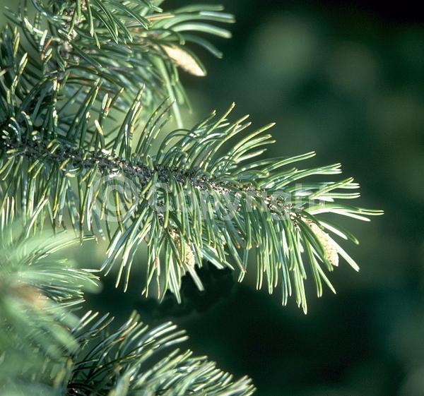 Yellow blooms; Evergreen; Needles or needle-like leaf