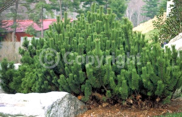 Yellow blooms; Evergreen; Needles or needle-like leaf