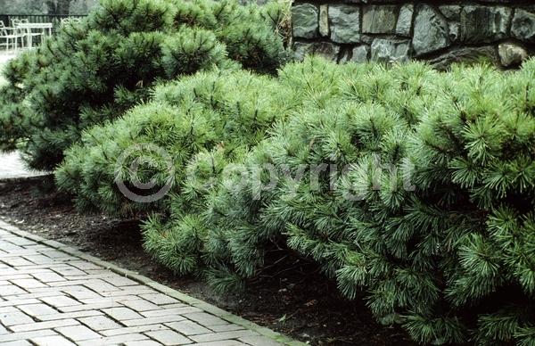 Yellow blooms; Evergreen; Needles or needle-like leaf